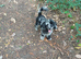 Merle toy poodle