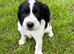 sprocker pups