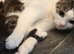 2 tabby grey and white kittens both girls
