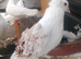 pigeon for sale