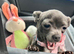 Pickle & his tiny daughter Lulu looking for their forever home!