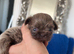 PROVEN lilac\ lavender imperial shihtzu