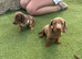 3 beautiful puppies for sale