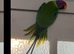 Plum head male for sale