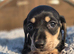 Black and cream mini dachshunds