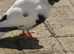 Afghani pigeons in Southall