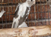 Super silly hand tamed baby cockatiels for sale