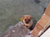 POMERANIAN/PUG PUPPY MALE