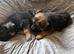 German shepherd puppies
