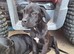 Mastiff mix