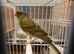 X2 Spanish raza canary&rsquo;s