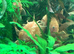 L144 Blue Eyed Golden Bristlenose Pleco adult 1male + 1 female. Fast delivery within mainland UK.