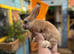 Harlequin/ Rex baby bunnies