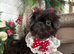 Imperial Shih Tzu Blue