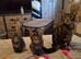 3 kittens 2 black one tabby ready to leave