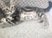 Kittens for sale blackpool