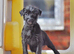 1st vaccine’s & READY NOW Miniature Patterpoo’s