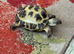 Horsefield tortoise