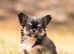 Last female chihuahua
