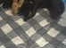 Labrador Puppies