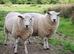 Lleyn Shearlings/Yearlings Rams 14 Months Old