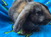 Ready Now Mini lop X Angora Bunnies