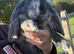 Stunning pure bred French lop babies