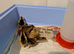 Mixed Coturnix Quail, Eggs, Chicks + Adults