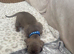 Miniature Dachshund puppies READY NOW