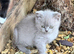 5 British shorthair crossed for sale