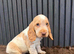 Show cocker spaniel girl nearly 11wk old