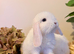 1 boy MiniLop baby left (ready now)