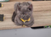 *PRICE REDUCED* ONLY 1 BOY LEFT Colourpoint BSH