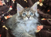 4 x Maine Coon Kittens