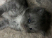 Stunning Maine coon Hugh kittens