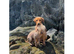 STUNNING FOX RED KC LABRADOR BITCH PUPPY