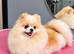 Adorable Mini Pomeranian Puppies
