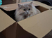 Maine Coon X Ragdoll