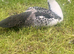 Muscovy ducks for sale