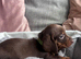 Miniature dachshunds