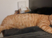 Beautiful loving boy.. mixed maine coon