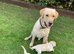 ROYAL KENNEL CLUB REGISTERED LABRADOR