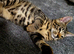 3-month-old Bengali boy.