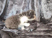 Beautiful Persian kittens