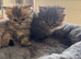 Stunning doll face Persian kittens