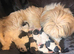 Shih tzu cross Lhasa apso
