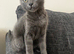 Maine coon mix Russian blue