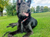 Dark blue KC reg German shepherd