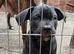 Staffy puppies