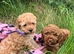 Stunning Cavapoochon puppies